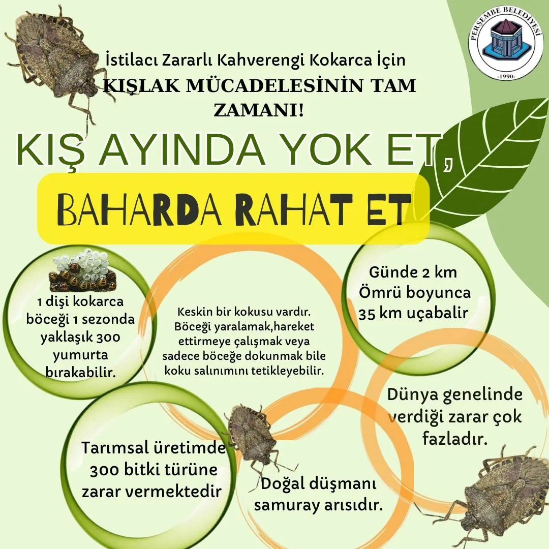 KOKARCA BÖCEĞİYLE MÜCADELE